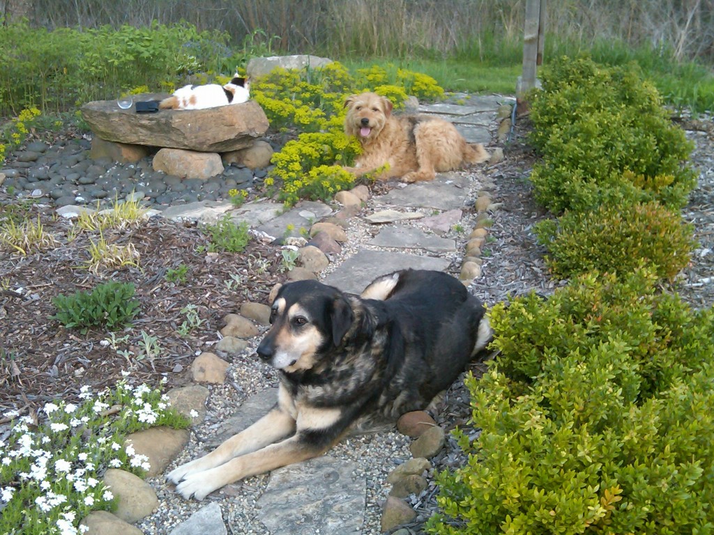 3pets