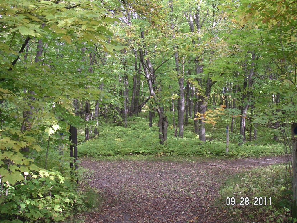 mplwood1