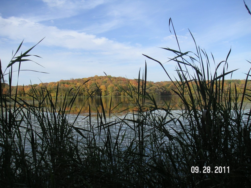 mplwood2